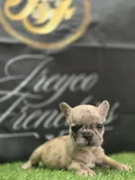 London , a female French Bulldog for sale in Atlanta, GA – 6 of 6