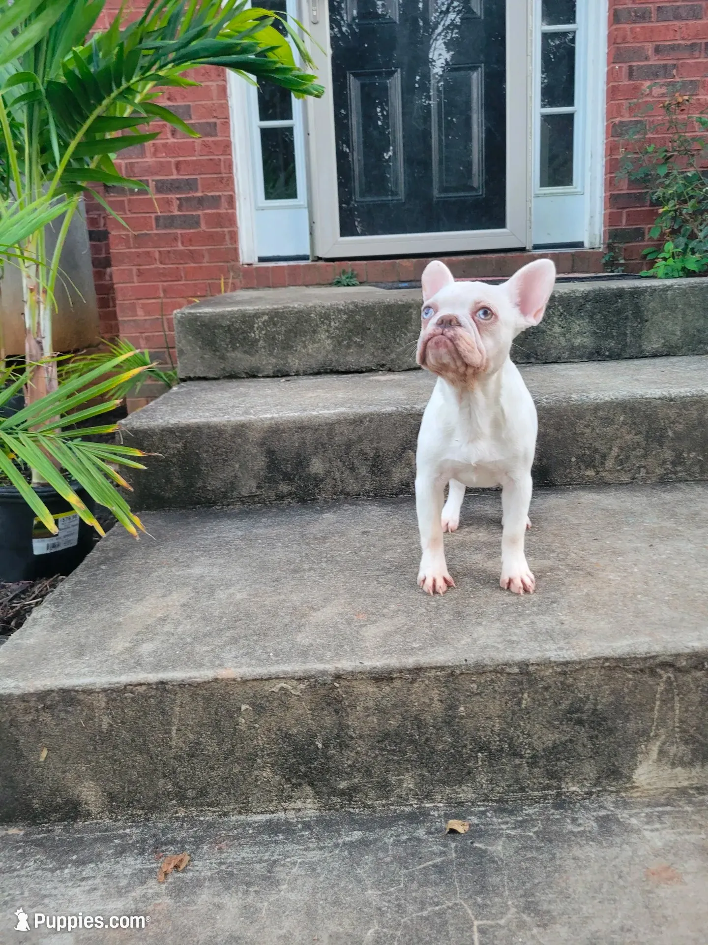 Celine , a female French Bulldog for sale in McDonough, GA – 4 of 6