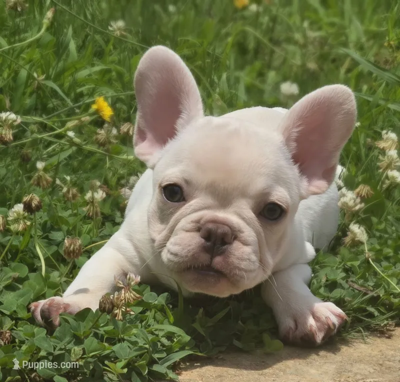 Smoke – French Bulldog puppy for sale in McDonough, GA