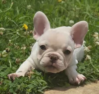 Smoke, a male French Bulldog for sale in McDonough, GA – 1 of 6
