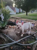 Stack, a male French Bulldog for sale in McDonough, GA – 4 of 7