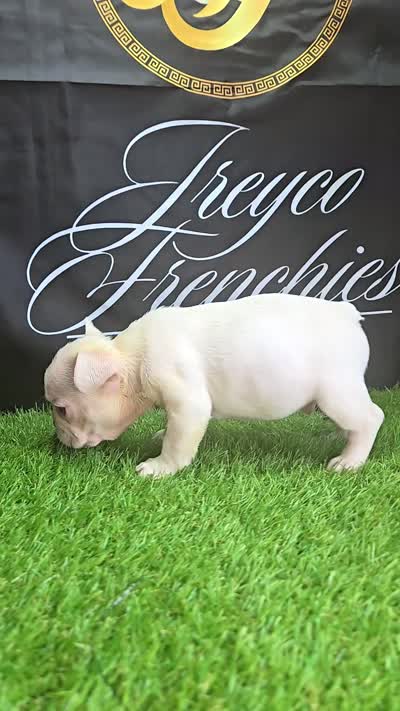 KILO, a male French Bulldog for sale in Atlanta, GA – 3 of 4
