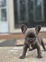 Coco, a female French Bulldog for sale in McDonough, GA – 4 of 6