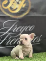 Smoke, a male French Bulldog for sale in Atlanta, GA – 2 of 4