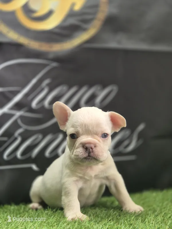 KILO – French Bulldog puppy for sale in Atlanta, GA