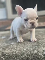 Smoke, a male French Bulldog for sale in McDonough, GA – 4 of 6