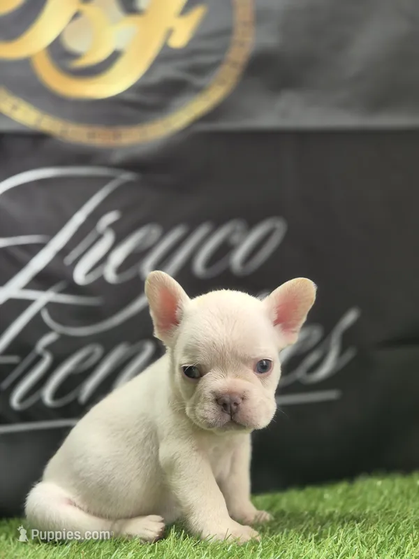 Stack – French Bulldog puppy for sale in Atlanta, GA