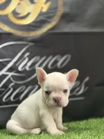 Stack, a male French Bulldog for sale in Atlanta, GA – 1 of 3