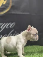 ICE-Man, a male French Bulldog for sale in Atlanta, GA – 1 of 4