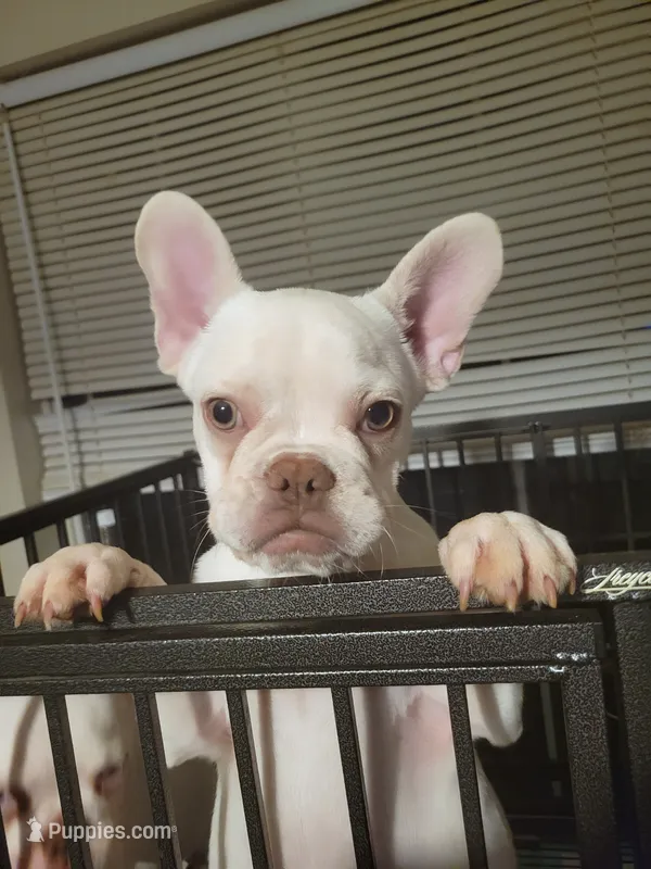 Stack – French Bulldog puppy for sale in McDonough, GA