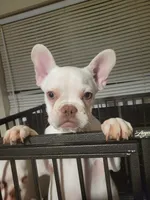 Stack, a male French Bulldog for sale in McDonough, GA – 1 of 7