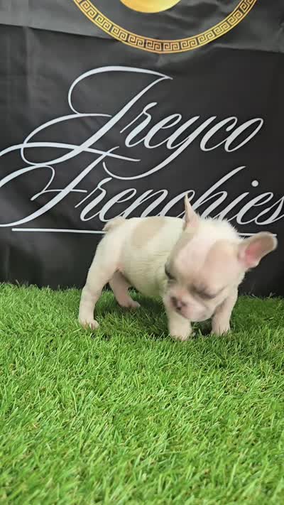 ICE-Man, a male French Bulldog for sale in Atlanta, GA – 4 of 4