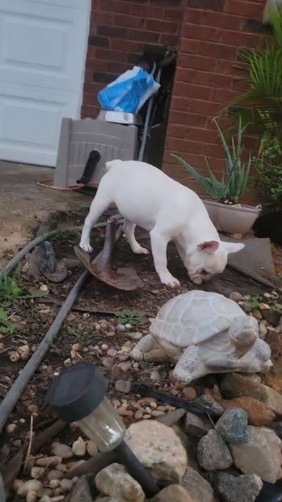 Stack, a male French Bulldog for sale in McDonough, GA – 6 of 7