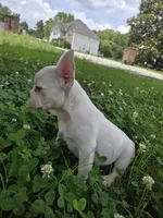 Stack, a male French Bulldog for sale in McDonough, GA – 1 of 7