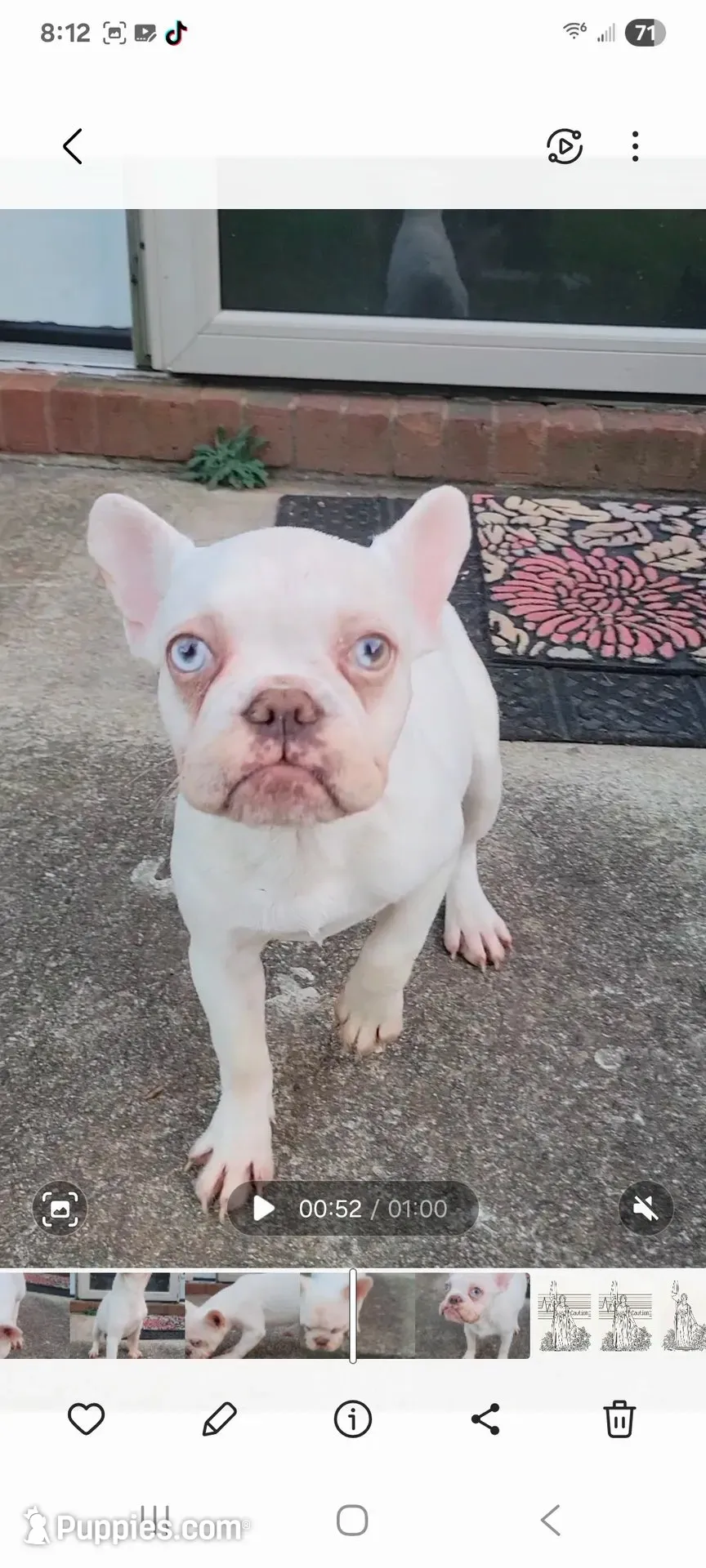 Celine , a female French Bulldog for sale in McDonough, GA – 3 of 6