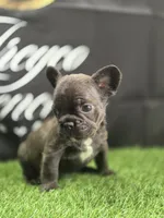 Coco, a female French Bulldog for sale in Atlanta, GA – 2 of 4