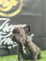 Coco, a female French Bulldog for sale in Atlanta, GA – 3 of 4