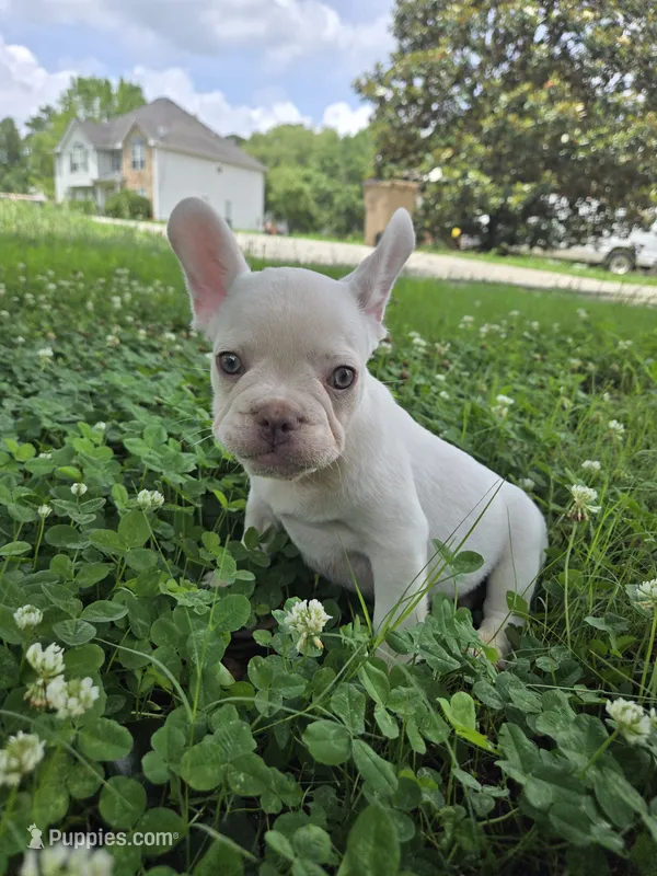 Stack – French Bulldog puppy for sale in McDonough, GA