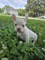 Stack, a male French Bulldog for sale in McDonough, GA – 4 of 7