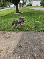 Kodak , a male French Bulldog for sale in Atlanta, GA – 5 of 6