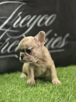 London , a female French Bulldog for sale in Atlanta, GA – 5 of 6