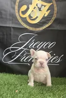KILO, a male French Bulldog for sale in Atlanta, GA – 2 of 4