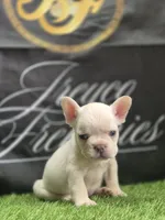 Stack, a male French Bulldog for sale in Atlanta, GA – 2 of 3
