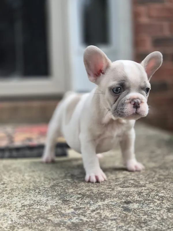 ICEMAN – French Bulldog puppy for sale in Atlanta, GA