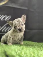 Ghost, a male French Bulldog for sale in Atlanta, GA – 2 of 4