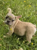 London , a female French Bulldog for sale in McDonough, GA – 1 of 6