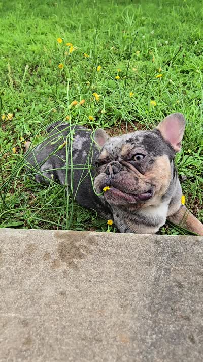 Kodak , a male French Bulldog for sale in Atlanta, GA – 3 of 6