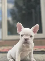 Stack, a male French Bulldog for sale in McDonough, GA – 2 of 6