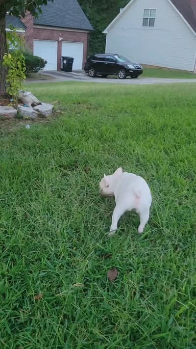 Celine , a female French Bulldog for sale in McDonough, GA – 5 of 6