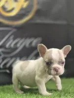 ICE-Man, a male French Bulldog for sale in Atlanta, GA – 2 of 4