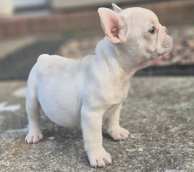 Smoke – French Bulldog puppy for sale in Atlanta, GA