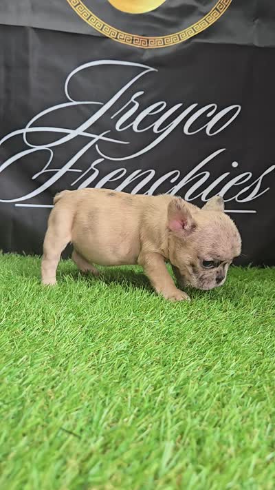 London , a female French Bulldog for sale in Atlanta, GA – 4 of 6