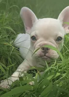 Smoke, a male French Bulldog for sale in McDonough, GA – 3 of 6
