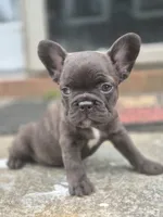 Coco, a female French Bulldog for sale in McDonough, GA – 2 of 6