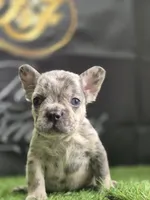 Ghost, a male French Bulldog for sale in Atlanta, GA – 4 of 4