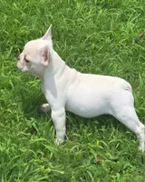Smoke, a male French Bulldog for sale in McDonough, GA – 2 of 6