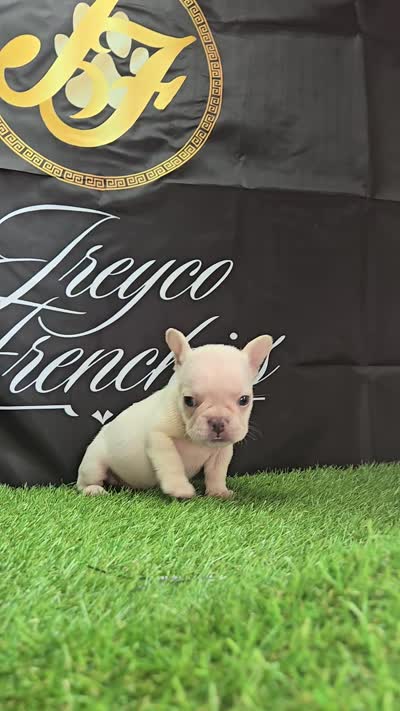 Smoke, a male French Bulldog for sale in Atlanta, GA – 4 of 4