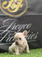 Smoke, a male French Bulldog for sale in Atlanta, GA – 3 of 4