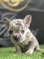 Ghost, a male French Bulldog for sale in Atlanta, GA – 3 of 4