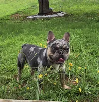 Kodak , a male French Bulldog for sale in Atlanta, GA – 2 of 6