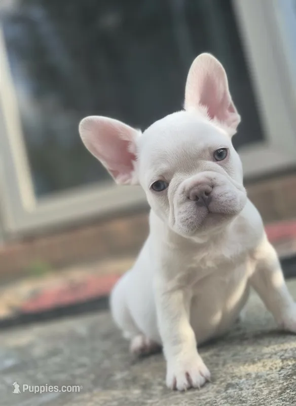 Stack – French Bulldog puppy for sale in Atlanta, GA