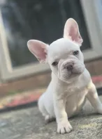 Stack, a male French Bulldog for sale in McDonough, GA – 1 of 6