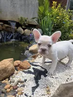 Stack, a male French Bulldog for sale in McDonough, GA – 2 of 7