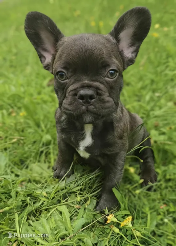 Coco – French Bulldog puppy for sale in McDonough, GA