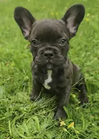 Coco, a female French Bulldog for sale in McDonough, GA – 1 of 6