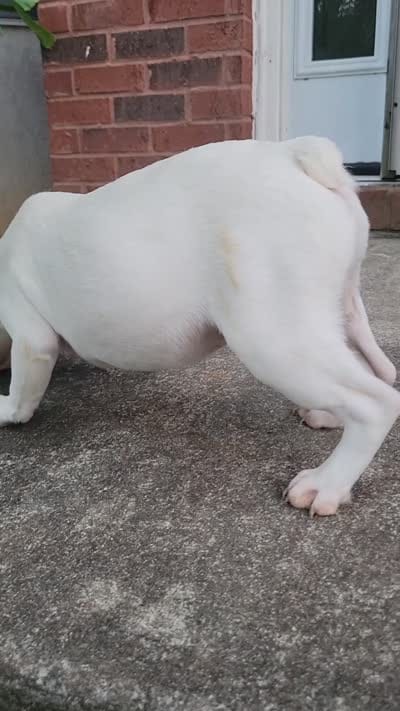 Celine , a female French Bulldog for sale in McDonough, GA – 6 of 6